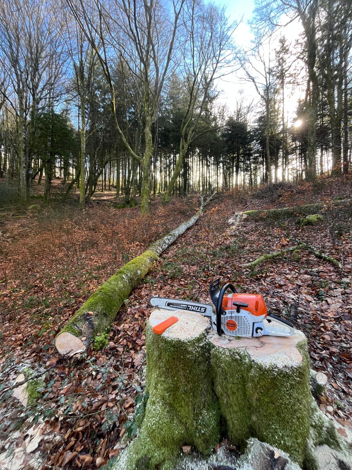 Tronc abattu et tronçonneuse en forêt